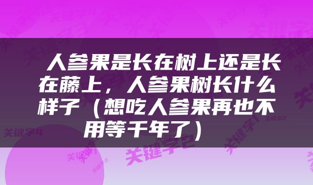  人参果是长在树上还是长在藤上，人参果树长什么样子（想吃人参果再也不用等千年了） 