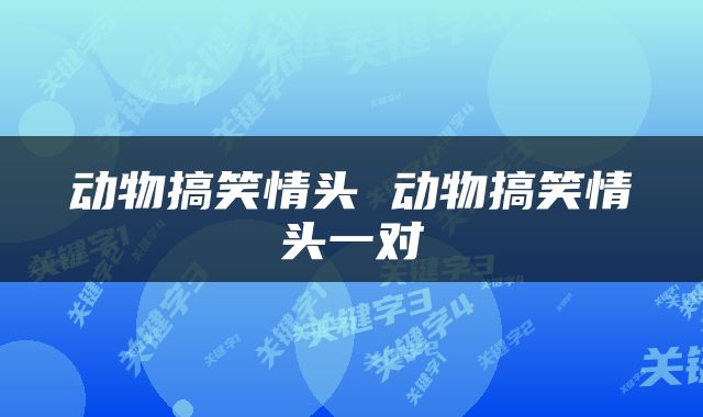 动物搞笑情头 动物搞笑情头一对