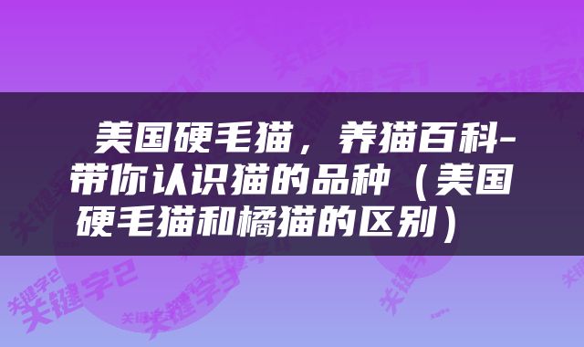  美国硬毛猫，养猫百科-带你认识猫的品种（美国硬毛猫和橘猫的区别） 