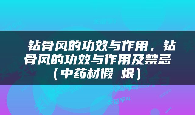  钻骨风的功效与作用，钻骨风的功效与作用及禁忌（中药材假蒟根） 