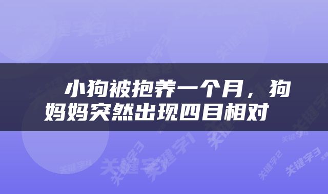  ​小狗被抱养一个月，狗妈妈突然出现四目相对 