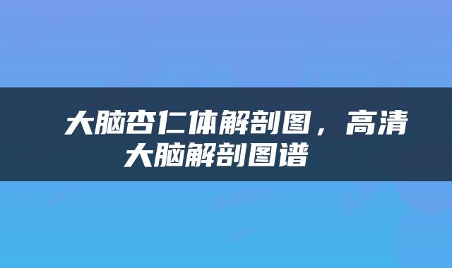  大脑杏仁体解剖图，高清大脑解剖图谱 