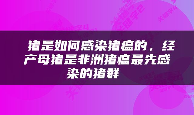  猪是如何感染猪瘟的，经产母猪是非洲猪瘟最先感染的猪群 