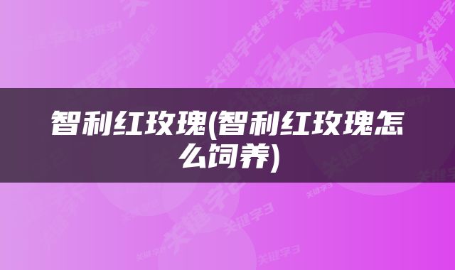 智利红玫瑰(智利红玫瑰怎么饲养)