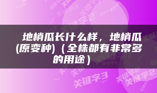 地梢瓜长什么样,地梢瓜(原变种)(全株都有非常多的用途)