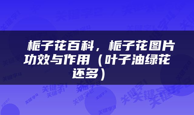  栀子花百科，栀子花图片功效与作用（叶子油绿花还多） 