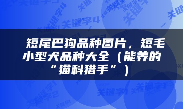  短尾巴狗品种图片，短毛小型犬品种大全（能养的“猫科猎手”） 