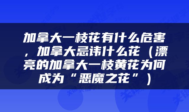 加拿大一枝花有什么危害，加拿大忌讳什么花（漂亮的加拿大一枝黄花为何成为“恶魔之花”）