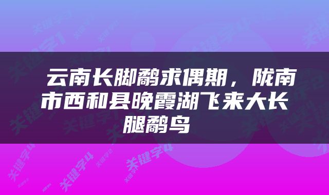  云南长脚鹬求偶期，陇南市西和县晚霞湖飞来大长腿鹬鸟 