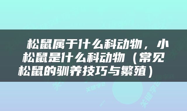  松鼠属于什么科动物，小松鼠是什么科动物（常见松鼠的驯养技巧与繁殖） 