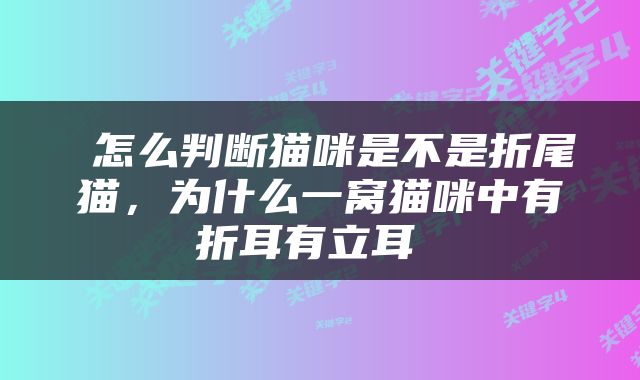  怎么判断猫咪是不是折尾猫，为什么一窝猫咪中有折耳有立耳 