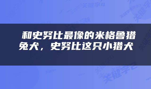  和史努比最像的米格鲁猎兔犬，史努比这只小猎犬 