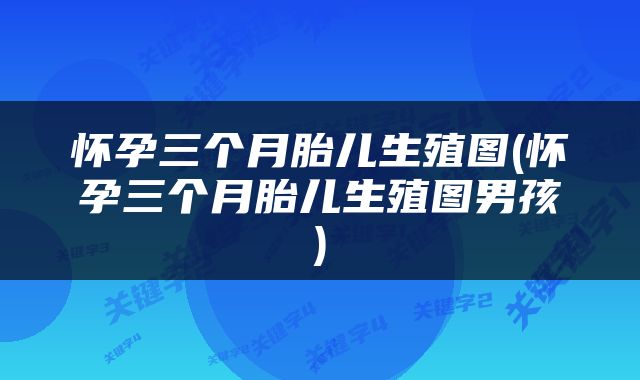 怀孕三个月胎儿生殖图(怀孕三个月胎儿生殖图男孩)