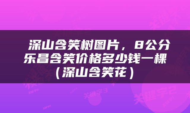  深山含笑树图片，8公分乐昌含笑价格多少钱一棵（深山含笑花） 