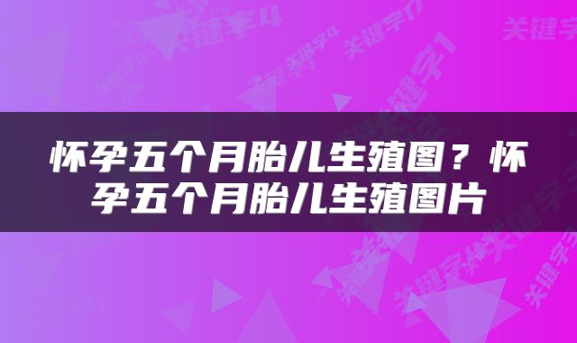 怀孕五个月胎儿生殖图？怀孕五个月胎儿生殖图片