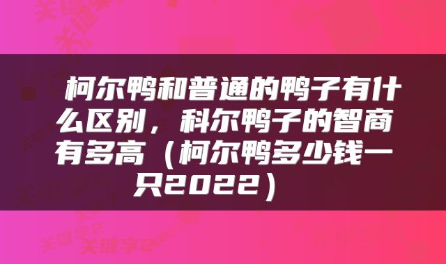  柯尔鸭和普通的鸭子有什么区别，科尔鸭子的智商有多高（柯尔鸭多少钱一只2022） 
