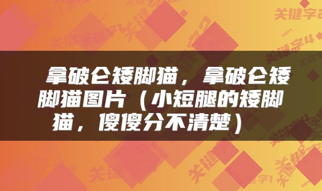 拿破仑矮脚猫，拿破仑矮脚猫图片（小短腿的矮脚猫，傻傻分不清楚） 