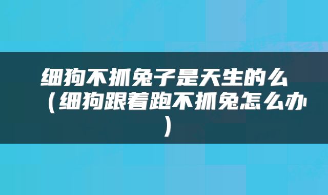 细狗不抓兔子是天生的么（细狗跟着跑不抓兔怎么办）