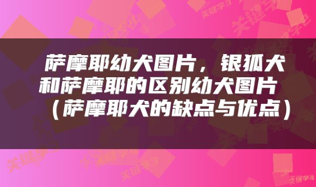  萨摩耶幼犬图片，银狐犬和萨摩耶的区别幼犬图片（萨摩耶犬的缺点与优点） 