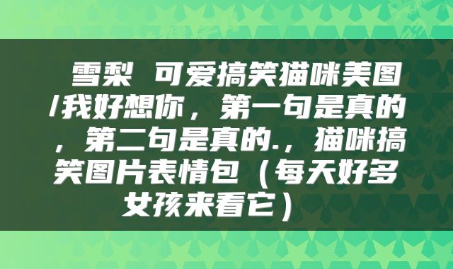  雪梨 可爱搞笑猫咪美图/我好想你，第一句是真的，第二句是真的.，猫咪搞笑图片表情包（每天好多女孩来看它） 