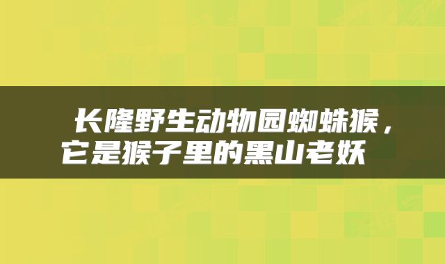  长隆野生动物园蜘蛛猴，它是猴子里的黑山老妖 