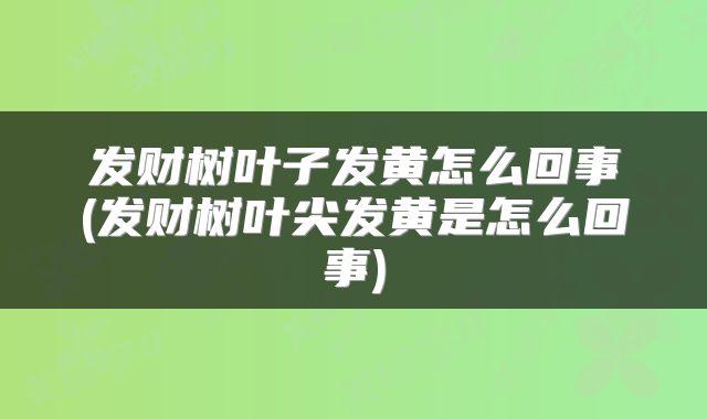 发财树叶子发黄怎么回事(发财树叶尖发黄是怎么回事)