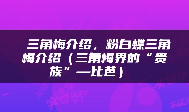  三角梅介绍，粉白蝶三角梅介绍（三角梅界的“贵族”—比芭） 