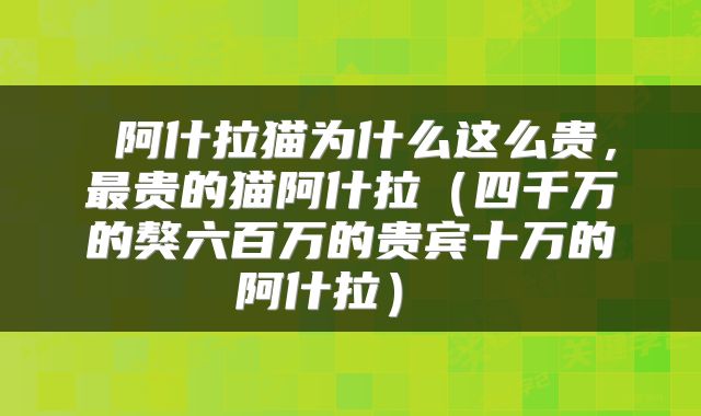  阿什拉猫为什么这么贵，最贵的猫阿什拉（四千万的獒六百万的贵宾十万的阿什拉） 