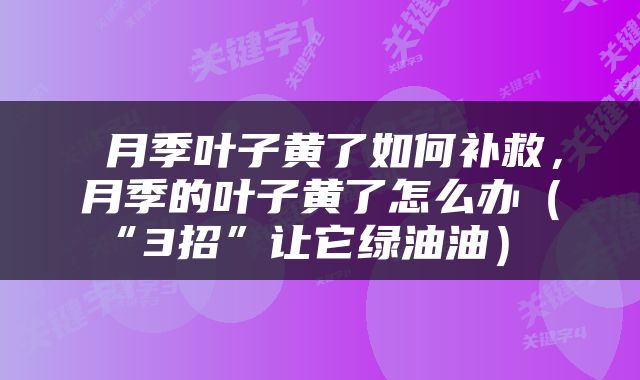 月季叶子黄了如何补救，月季的叶子黄了怎么办（“3招”让它绿油油） 