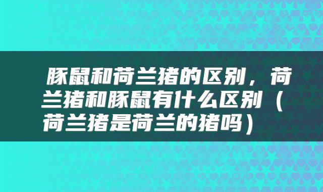  豚鼠和荷兰猪的区别，荷兰猪和豚鼠有什么区别（荷兰猪是荷兰的猪吗） 