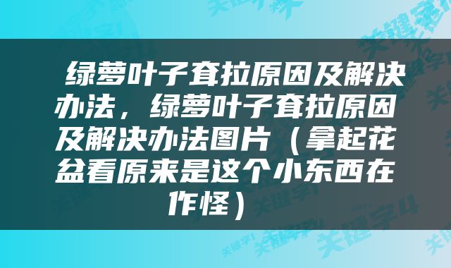  绿萝叶子耷拉原因及解决办法，绿萝叶子耷拉原因及解决办法图片（拿起花盆看原来是这个小东西在作怪） 