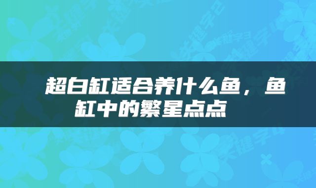 超白缸适合养什么鱼,鱼缸中的繁星点点