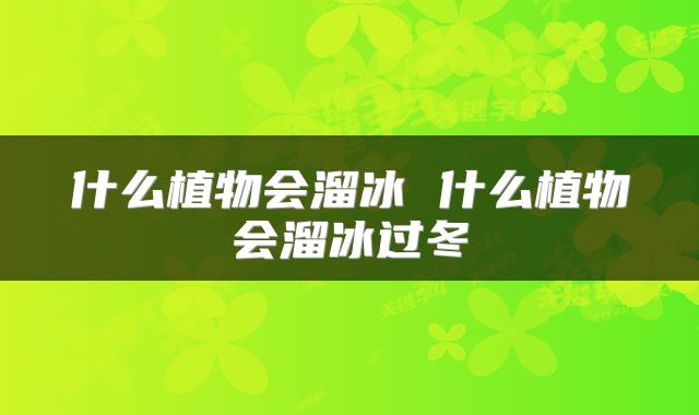 什么植物会溜冰 什么植物会溜冰过冬