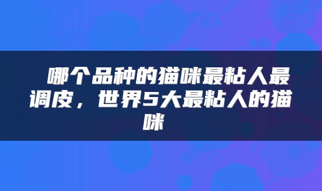  哪个品种的猫咪最粘人最调皮，世界5大最粘人的猫咪 
