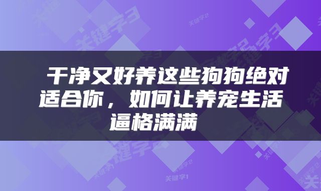  干净又好养这些狗狗绝对适合你，如何让养宠生活逼格满满 