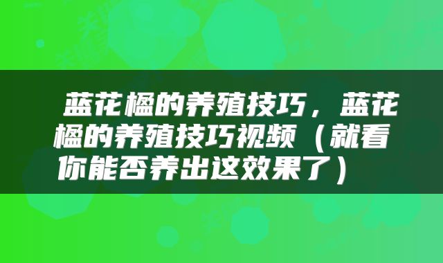  蓝花楹的养殖技巧，蓝花楹的养殖技巧视频（就看你能否养出这效果了） 