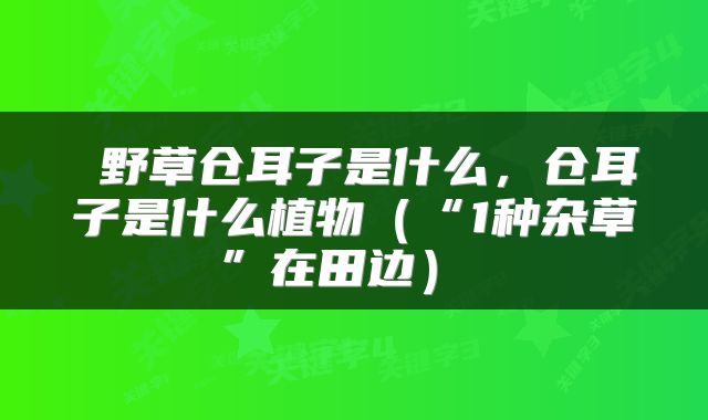  野草仓耳子是什么，仓耳子是什么植物（“1种杂草”在田边） 