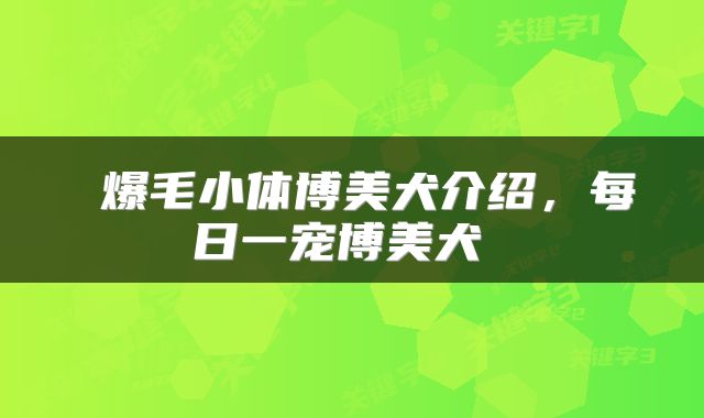  爆毛小体博美犬介绍，每日一宠博美犬 