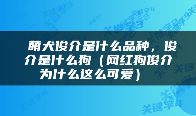  萌犬俊介是什么品种，俊介是什么狗（网红狗俊介为什么这么可爱） 