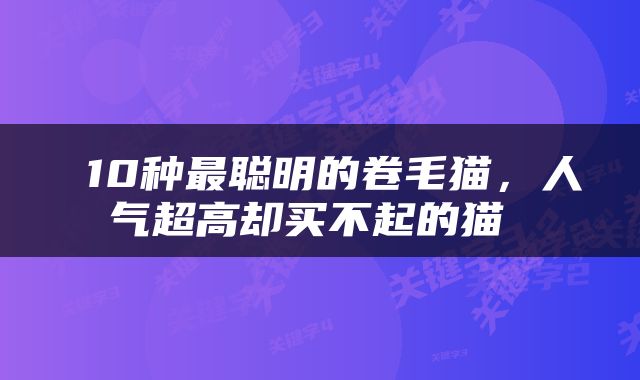  10种最聪明的卷毛猫，人气超高却买不起的猫 