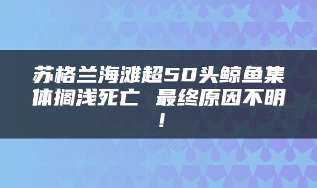 苏格兰海滩超50头鲸鱼集体搁浅死亡 最终原因不明！