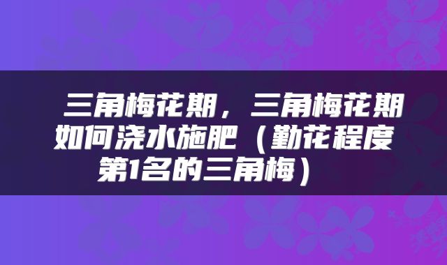  三角梅花期，三角梅花期如何浇水施肥（勤花程度第1名的三角梅） 