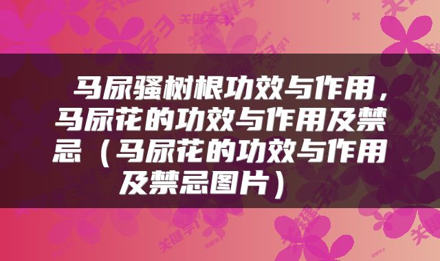  马尿骚树根功效与作用，马尿花的功效与作用及禁忌（马尿花的功效与作用及禁忌图片） 