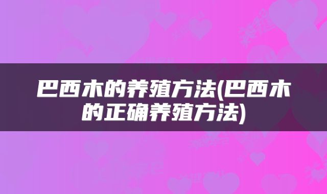 巴西木的养殖方法(巴西木的正确养殖方法)