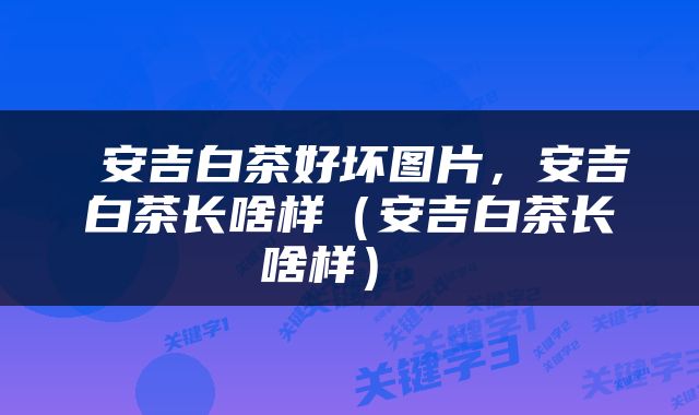  安吉白茶好坏图片，安吉白茶长啥样（安吉白茶长啥样） 