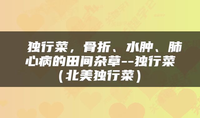  独行菜，骨折、水肿、肺心病的田间杂草--独行菜（北美独行菜） 
