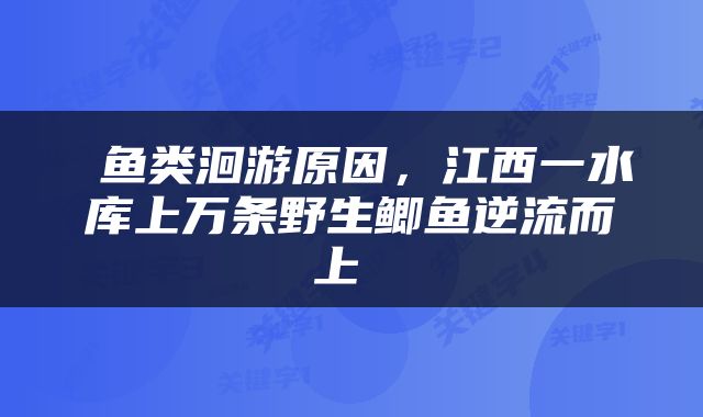  鱼类洄游原因，江西一水库上万条野生鲫鱼逆流而上 