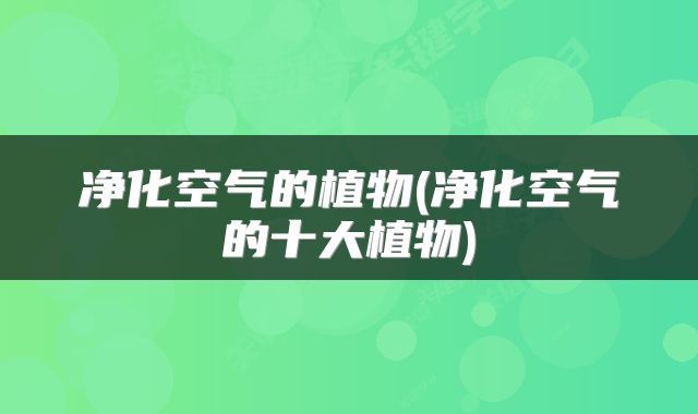 净化空气的植物(净化空气的十大植物)