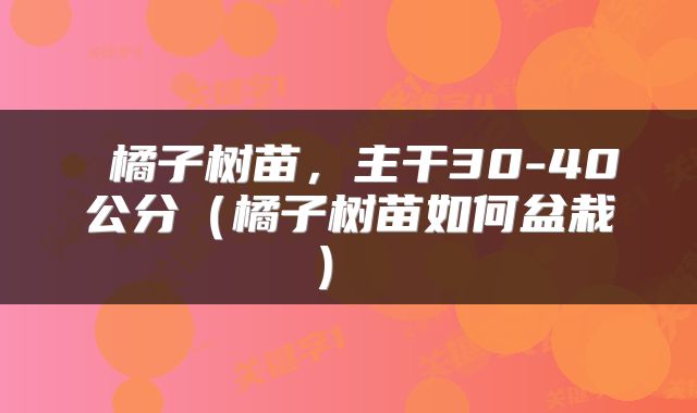  橘子树苗，主干30-40公分（橘子树苗如何盆栽） 
