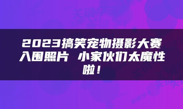 2023搞笑宠物摄影大赛入围照片 小家伙们太魔性啦！